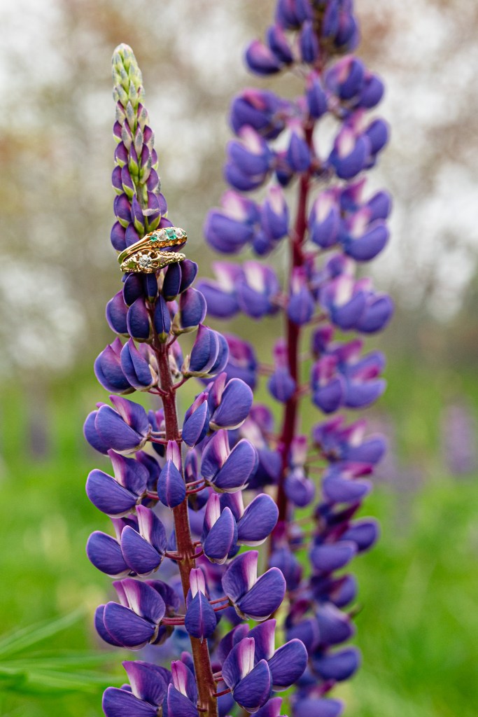 Close-up of vibrant purple lupine flowers with a gold and gemstone ring resting on a flower stalk.
