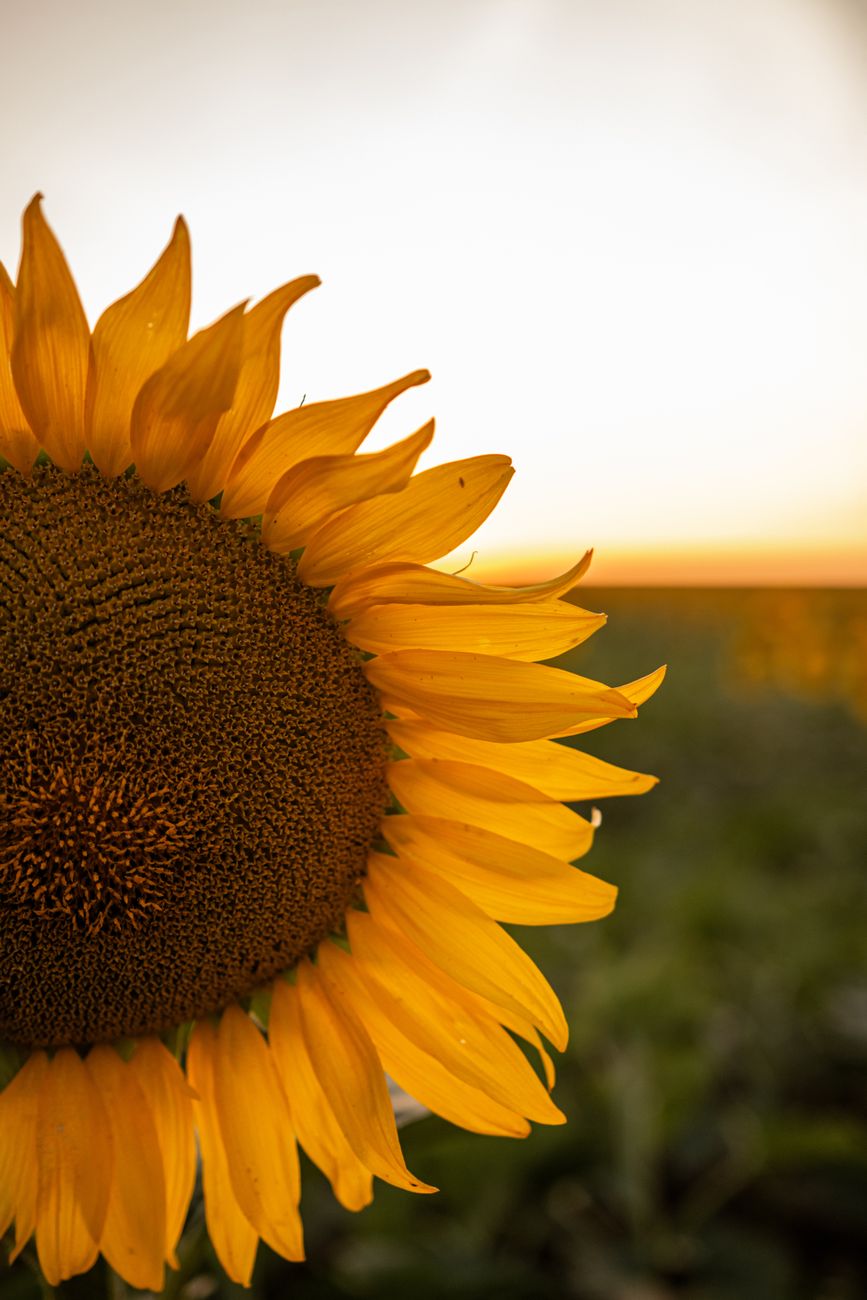 Close-up of a sunflower with vibrant yellow petals, set against a soft-focus background at sunset.