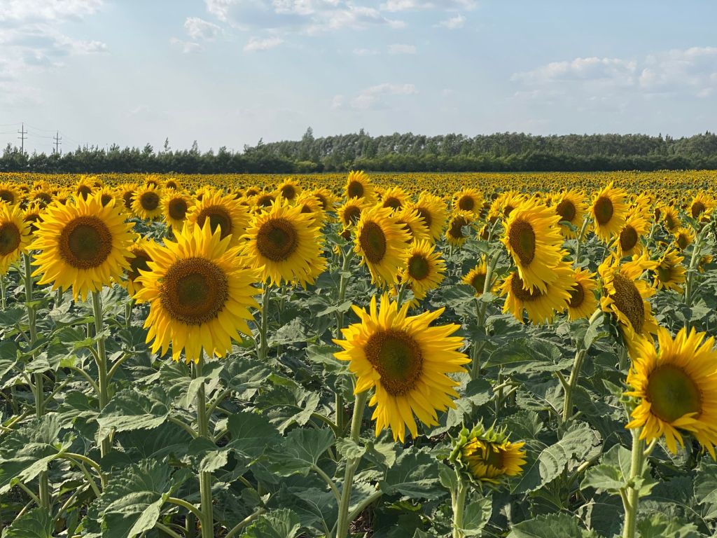What to Wear for Sunflower Photos: A Complete Style and Preparation Guide