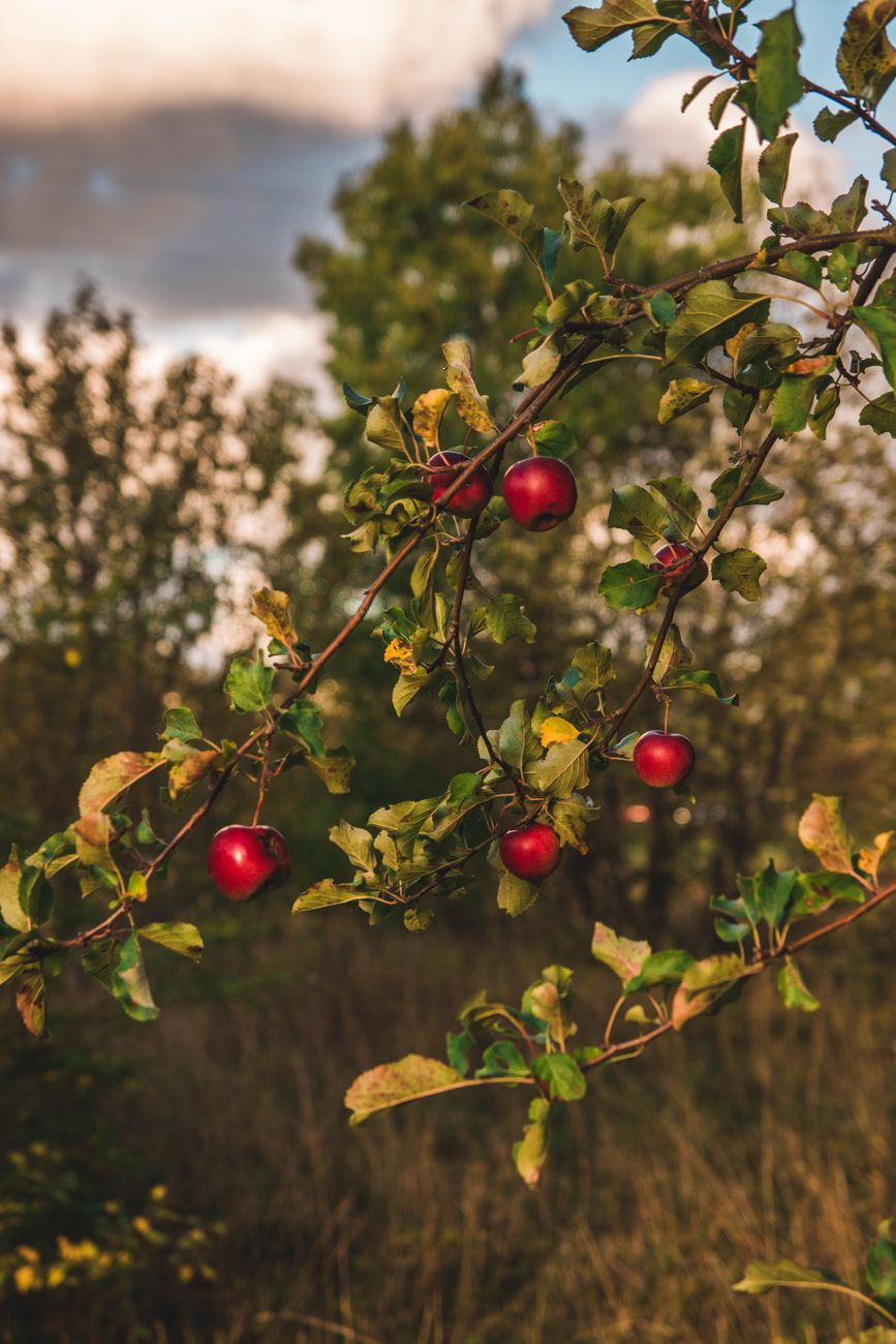 A close-up of a branch with ripe red apples surrounded by green leaves, set against a blurred natural background.