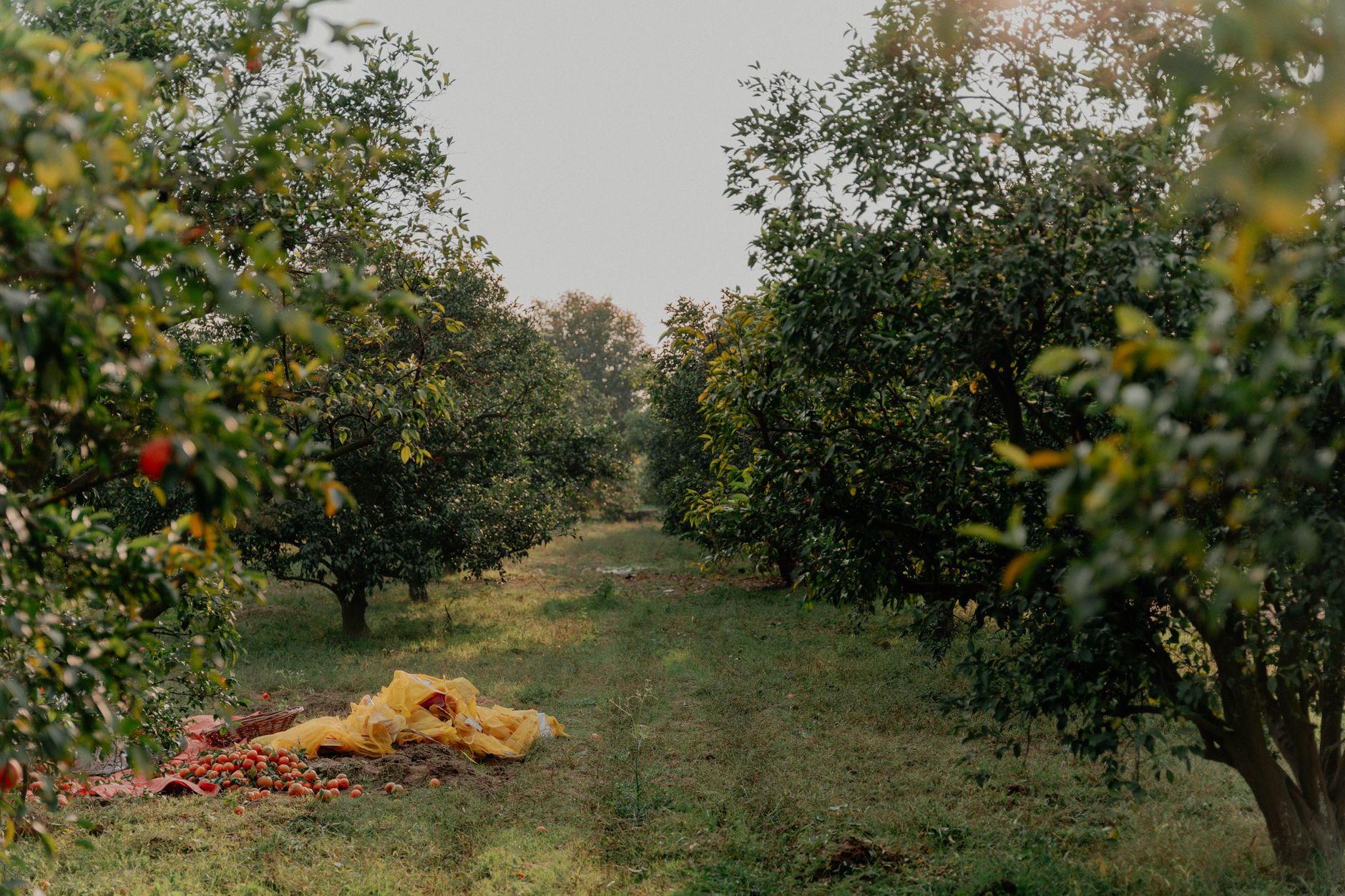 A view of an orchard with rows of fruit trees. The ground is covered with fallen fruits and some yellow netting. The scene is bathed in soft, natural light.