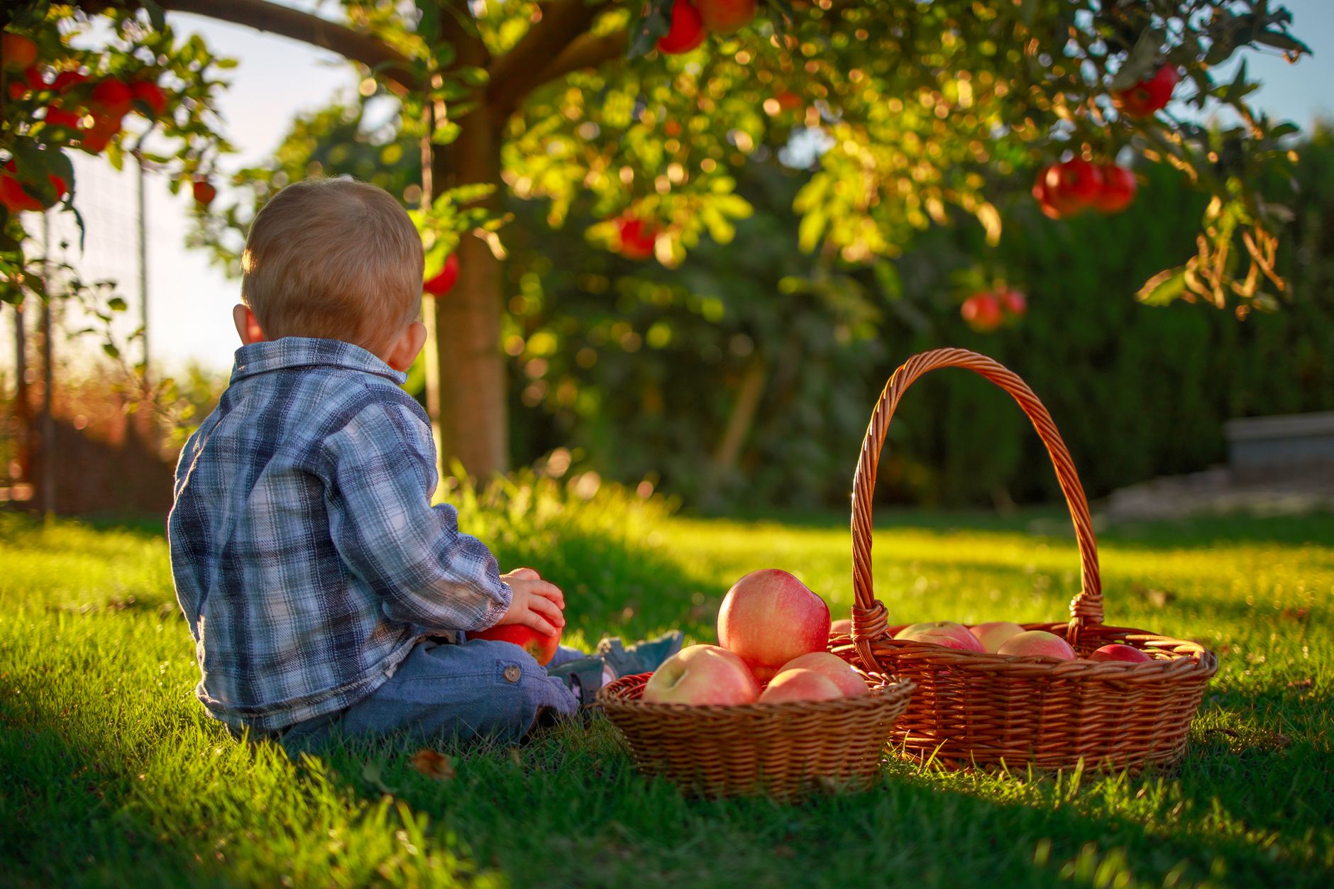 A toddler sitting on the grass near a tree, holding an apple, with two baskets of apples beside them in a sunlit garden.
