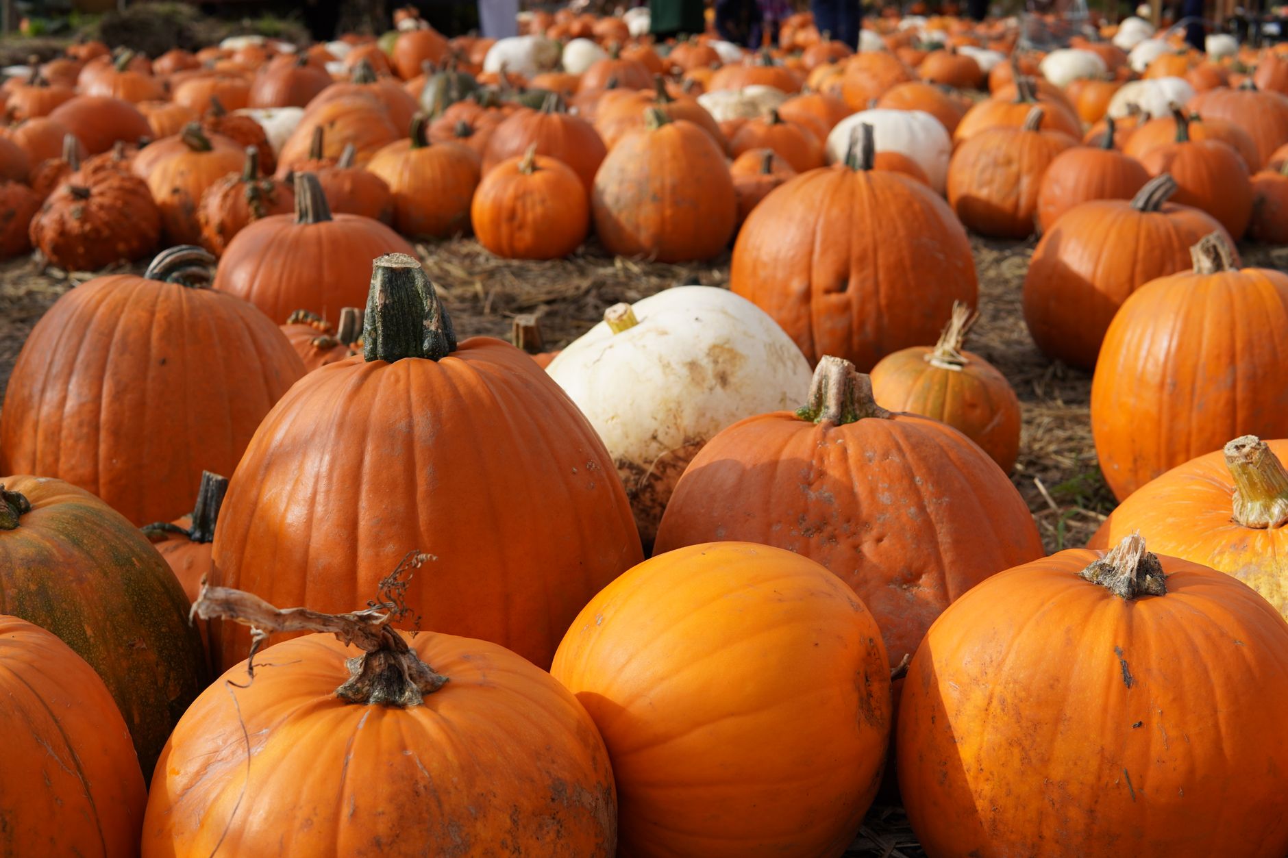 A field filled with various pumpkins, predominantly orange, with a few white ones scattered among them.