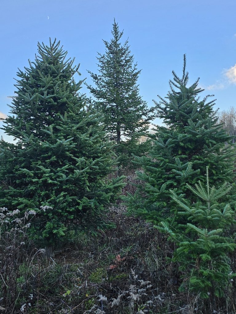 Three evergreen trees surrounded by grass and shrubs under a clear blue sky.