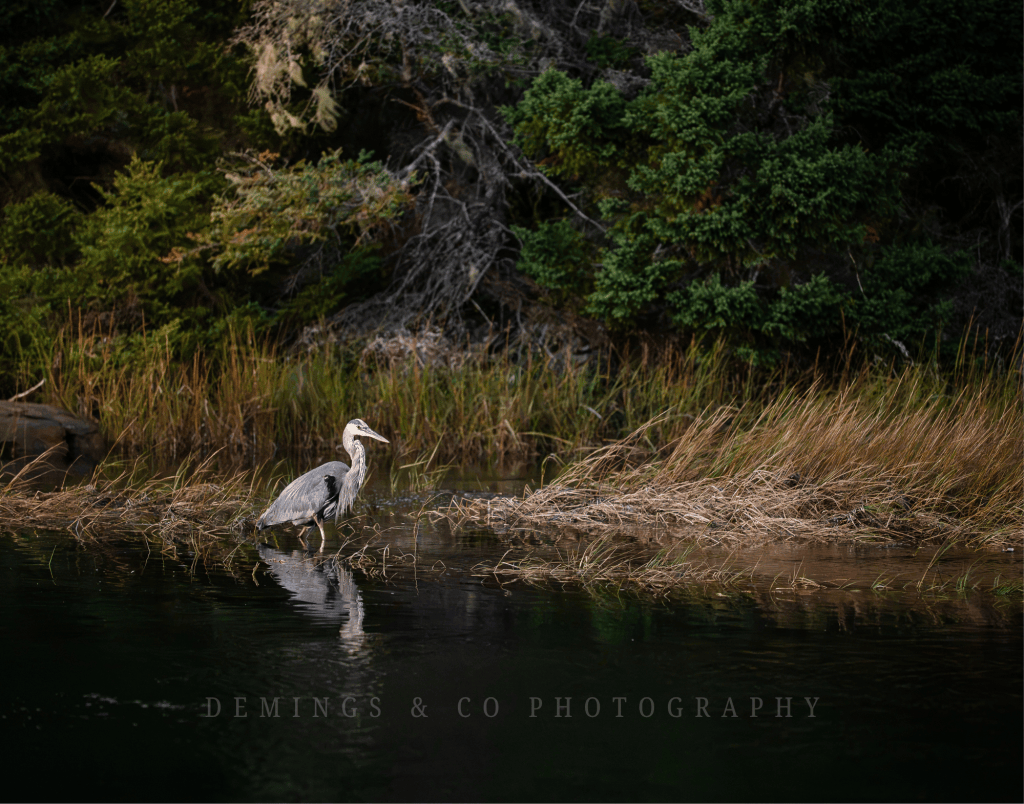 A heron standing in shallow water near tall grass and trees, reflecting on the water's surface.