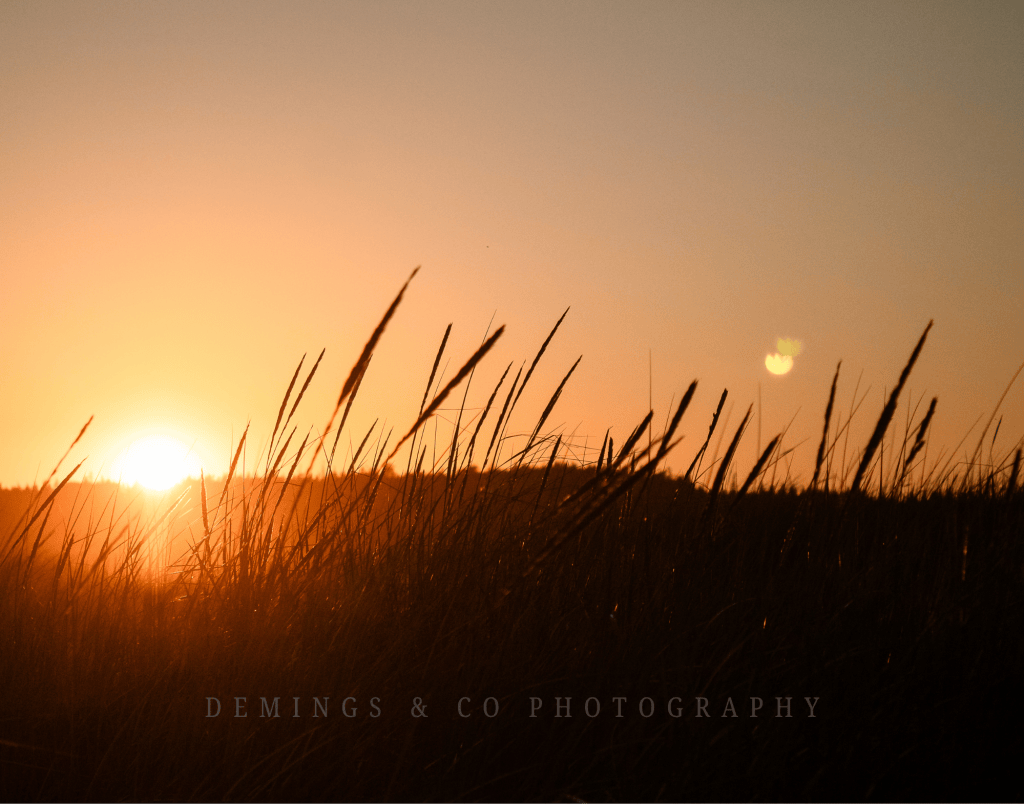 Silhouetted grass against a warm sunset sky, with the sun setting on the horizon.