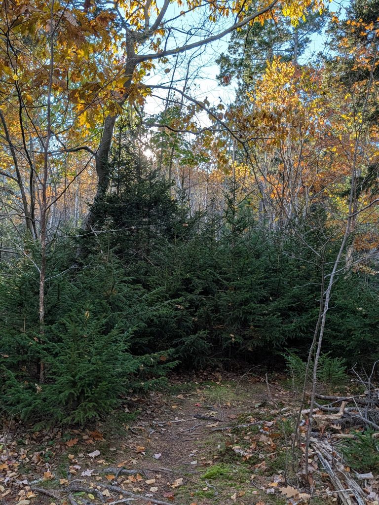 A forest path surrounded by dense evergreen shrubs and trees, with autumn leaves contrasting against the greenery. The sunlight filters through the branches, creating a peaceful, natural setting.