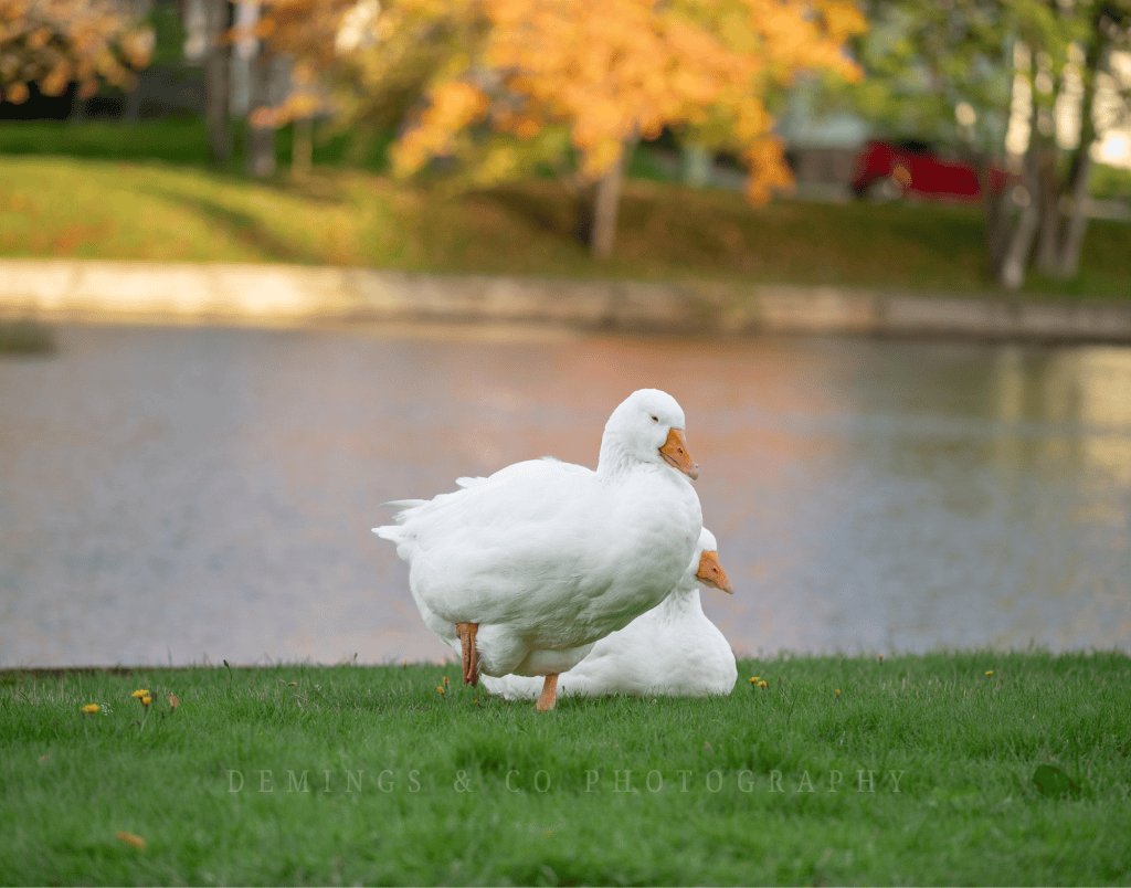 Two white ducks standing on green grass near a calm body of water, with fall foliage in the background.